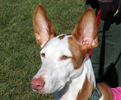 Podenco Ibicenco Perros Raza